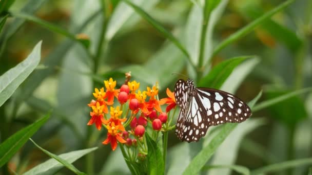Bir Kelebek Kelebek Kelebek Yuvasında Bir Çiçeğe Bağlıyken Diğer Kelebek — Stok video