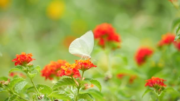 Ένα Κοντινό Πλάνο Ενός Λουλουδιού Μια Λευκή Πεταλούδα Ένα Κόκκινο — Αρχείο Βίντεο