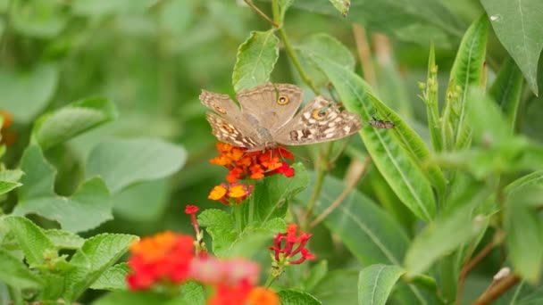 一只褐色的蝴蝶栖息在花朵上 — 图库视频影像