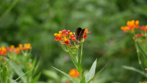 Butterfly Sits Flower Garden — Stock Video
