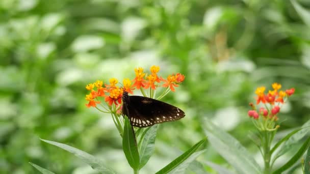 Метелик Квітці Різних Умовах Розмитим Тлом — стокове відео