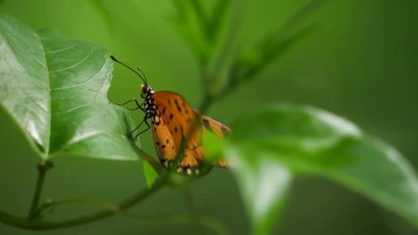 Butterfly Perched Leaf Close — Stock Video