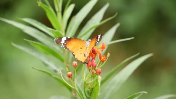 Метелик Летить Приземляється Квіти Тому Числі Крупним Планом Монарха Метелика — стокове відео