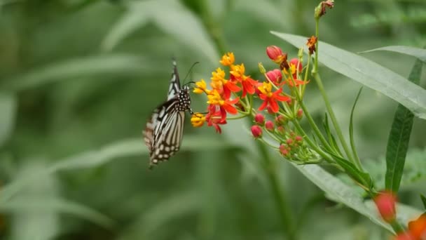 Motýl Leží Květině Zahradě — Stock video