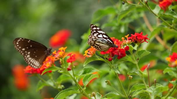 Ogrodzie Dwa Motyle Kwiatku Kolejny Motyl Jest Domku Motyle Ogrodzie — Wideo stockowe
