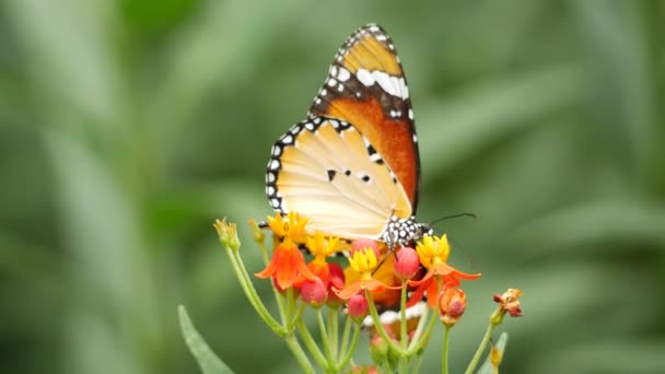 Motýl Sedí Květině Motýlím Domě — Stock video