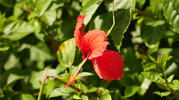 Στον Κήπο Υπάρχει Ένα Κόκκινο Λουλούδι Ιβίσκου — Αρχείο Βίντεο
