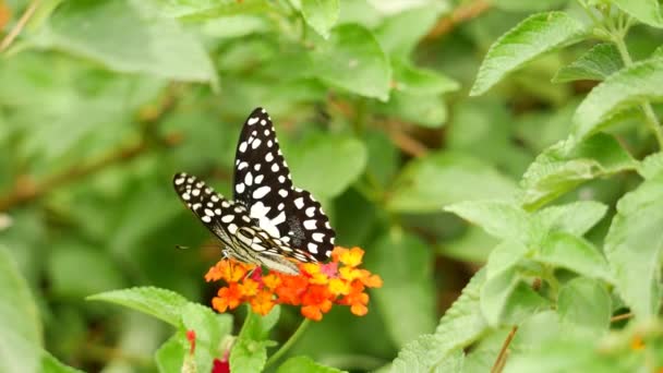 Метелик Квітці Зоопарку Чорно Біла Метелик Квітці Національної Авіації — стокове відео