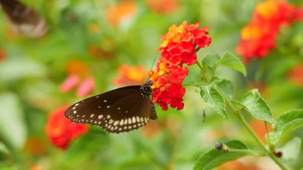 一只小鸟飞过一朵花 上面有蝴蝶 — 图库视频影像