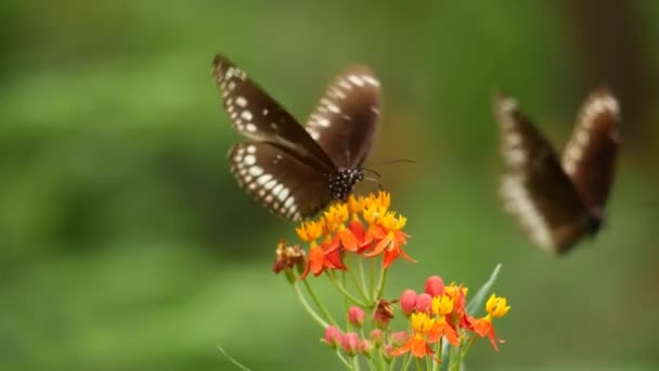 Papillon Repose Sur Une Fleur — Video