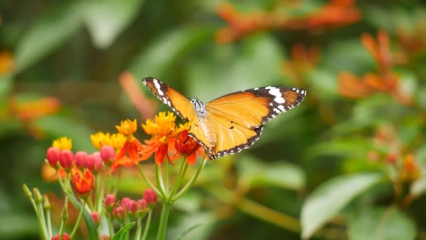 Motýl Odpočívá Květině — Stock video