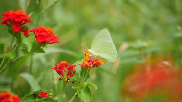 Білий Метелик Відпочиває Квітці — стокове відео