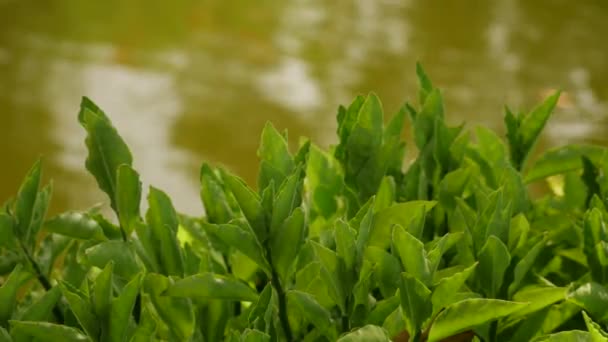 Een Plant Met Groene Bladeren Buurt Van Een Lichaam Van — Stockvideo