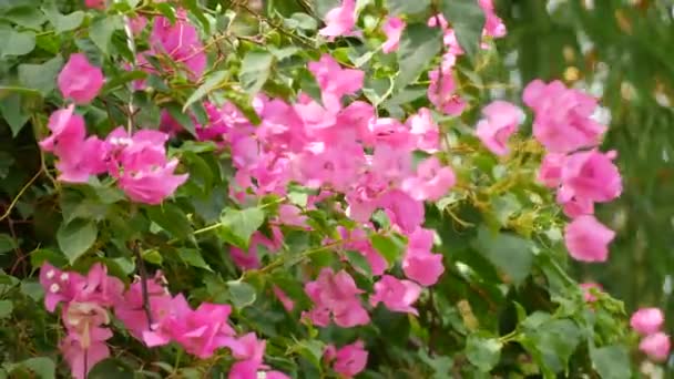 Bougainvillea Género Con Flores Color Rosa Brillante Conocido Como Planta — Vídeos de Stock