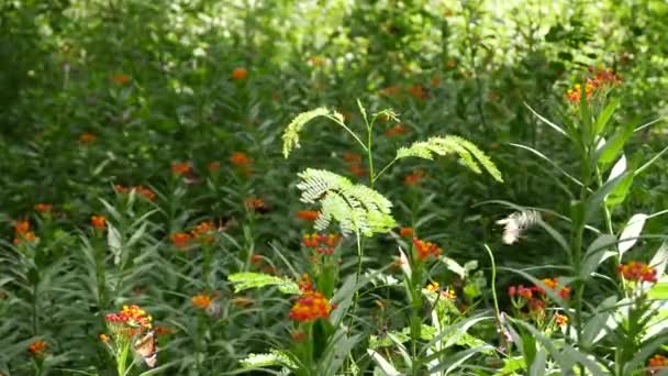 Pole Pomarańczowych Kwiatów Zielonych Liści Lesie Motyli Innych Roślin — Wideo stockowe