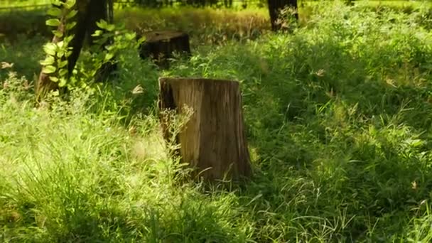 Ormanda Bir Ağaç Kütüğü Var Bir Tane Çimenlerde — Stok video