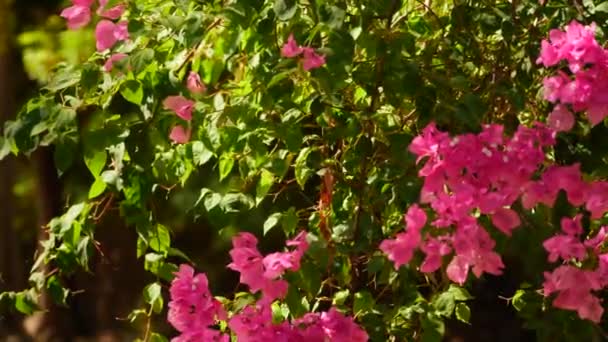 Zbliżenie Bougainvillea Roślina Kwiatami Ogrodzie — Wideo stockowe