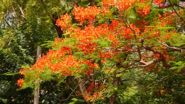 Drzewo Czerwone Kwiaty Jest Piękne Pełne Kwiatów Jasnych Pomarańczowych — Wideo stockowe