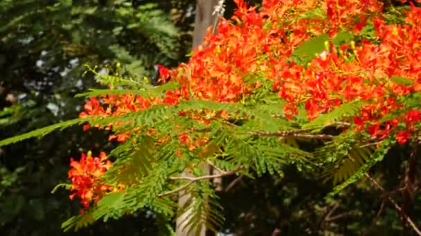 Drzewo Czerwone Pomarańczowe Kwiaty Które Wspaniałe Jasne — Wideo stockowe
