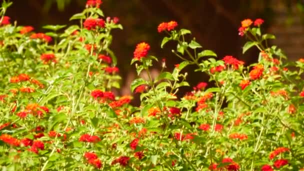 Kırmızı Çiçeklerin Yakın Çekimi — Stok video