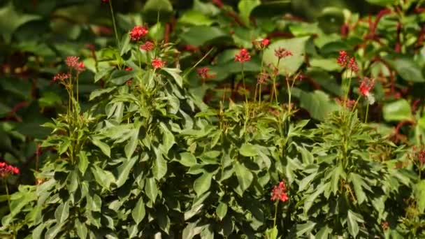 Κοντινό Πλάνο Ενός Φυτού Κόκκινα Λουλούδια Ένα Κοντινό Πλάνο Κόκκινα — Αρχείο Βίντεο