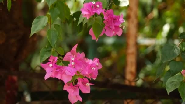 Κοντινό Πλάνο Των Ροζ Λουλουδιών Bougainvillea Έναν Τροπικό Κήπο — Αρχείο Βίντεο