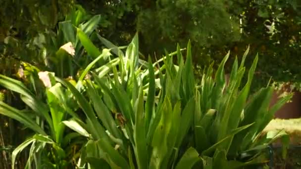Λεπτομερής Άποψη Των Φύλλων Των Φυτών Πολλαπλά Κοντινά Πλάνα Φυτών — Αρχείο Βίντεο