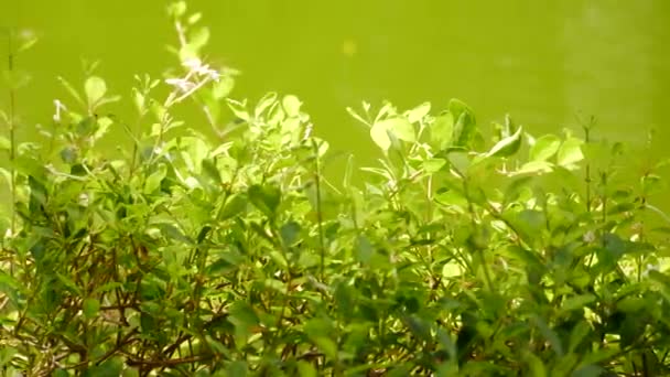 Hierba Verde Las Hojas Proporcionan Hermoso Telón Fondo Mientras Que — Vídeo de stock