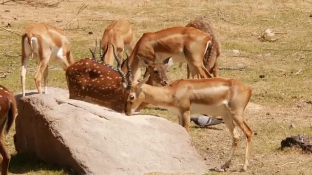 Een Kudde Antilopen Herten Eten Gras Verzamelen Zich Rond Rotsen — Stockvideo