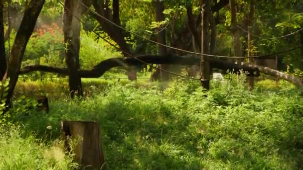 ホース フェンス ロープブリッジと草の中の男と道路からの森林の景色 — ストック動画