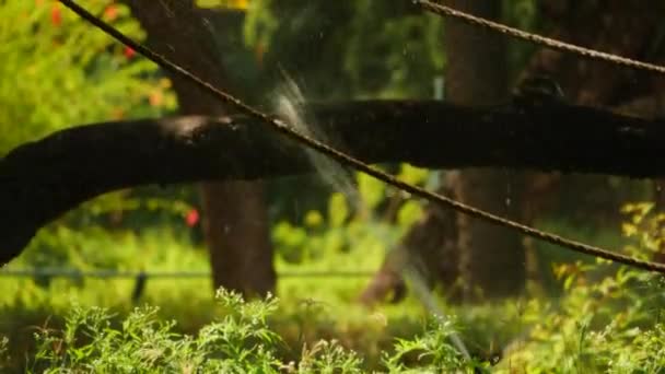 Gibt Einen Gartenschlauch Der Wasser Auf Pflanzen Und Einen Wassersprenger — Stockvideo