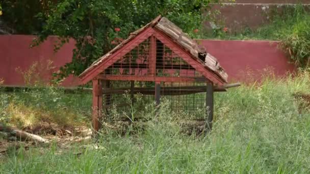 Uma Gaiola Cachorro Frango Jardim Campo Com Gaiolas Pássaro Vermelho — Vídeo de Stock