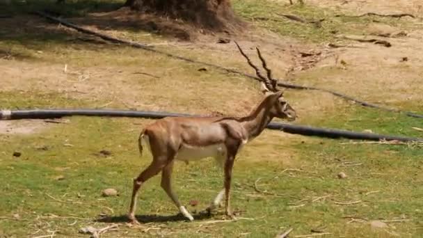 長い角の鹿と長い尾を持つオスのカモシカが畑を歩いている — ストック動画
