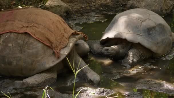 Zijn Twee Reuzenschildpadden Een Modderige Vijver Terwijl Nog Twee Een — Stockvideo