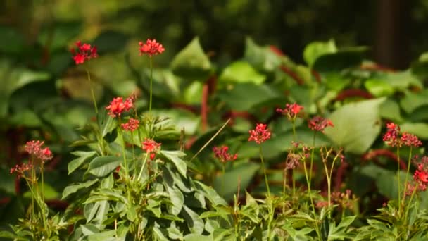 Tam Jsou Červené Květy Zahradě Detailním Výhledem Některé — Stock video