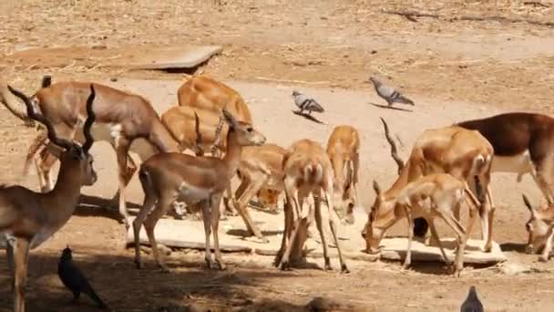 Зоопарке Антилопа Газель Мирно Едят Стоят Рядом Столом Водой — стоковое видео