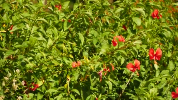 Tufiş Flori Roşii Floare Roşie — Videoclip de stoc