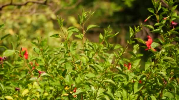 Κοντινό Πλάνο Ενός Φυτού Κόκκινα Λουλούδια Και Ένα Θάμνο Πράσινα — Αρχείο Βίντεο