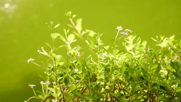 植物の緑の葉と池の緑の水 緑の植物の葉のクローズアップ — ストック動画