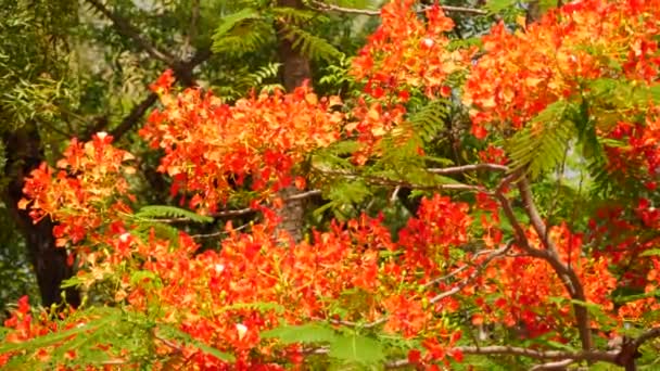 Δέντρο Έχει Έντονα Κόκκινα Λουλούδια Λουλούδια Είναι Κόκκινα Και Πορτοκαλί — Αρχείο Βίντεο