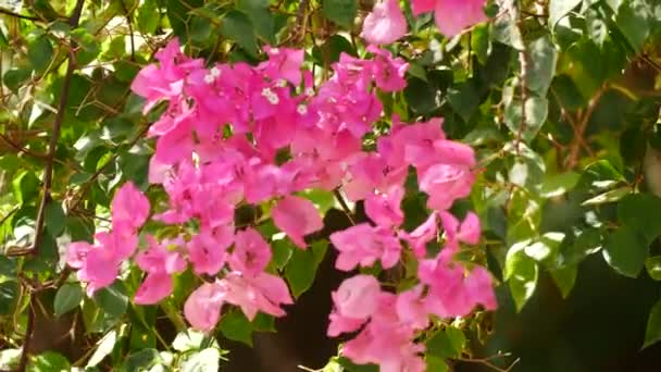 Бугенвіль Приголомшлива Рослина Яскраво Рожевими Квітами Які Цвітуть Садах Красиво — стокове відео