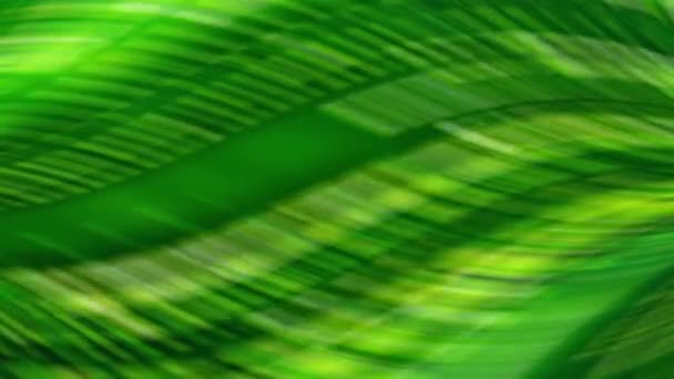 Абстрактний Фон Зеленим Жовтим Візерунком Зелений Лист Зелений Фон Відображається — стокове відео