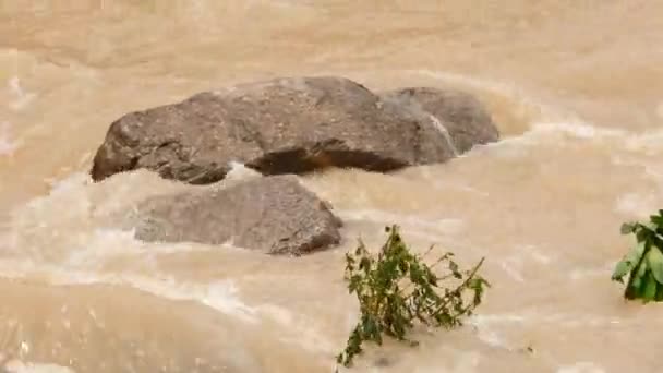 Sebuah Tanaman Tumbuh Bebatuan Sungai Dengan Batu Tengah Tanaman Lain — Stok Video