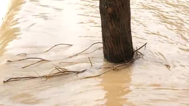 Дерево Занурене Воду Або Затоплене Поле Або Просто Плаває Воді — стокове відео