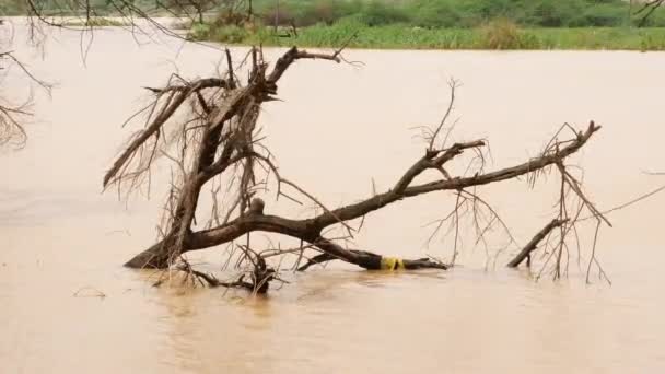 Hay Árbol Caído Que Obstruye Río Inundado — Vídeos de Stock