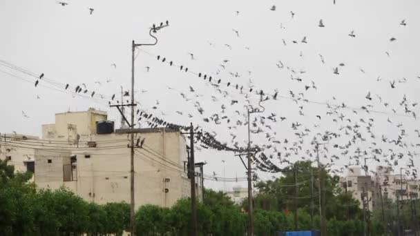 Elektrik Hatlarına Tünemiş Bir Kuş Sürüsü — Stok video