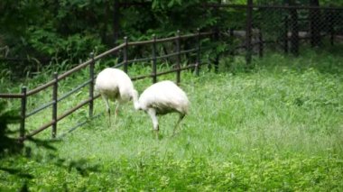İki kuş ve bir beyaz koyun çitin yanındaki çayırda duruyorlar.