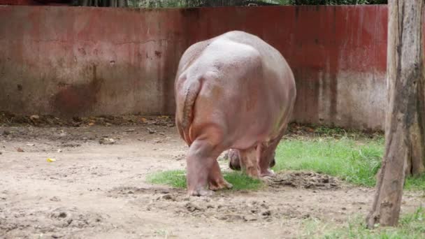 Een Nijlpaard Een Dierentuin Zoek Naar Voedsel — Stockvideo