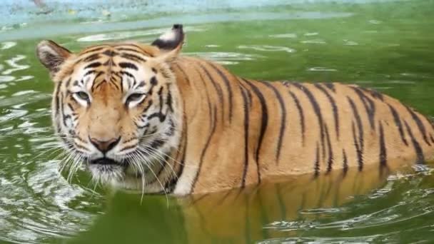 Tigru Într Piscină Apă Scufundat Parțial — Videoclip de stoc