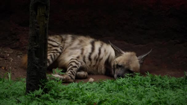 Dziki Kot Pasiasta Hiena Śpią Trawie Cieniu — Wideo stockowe